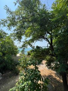 Дача Фонтанка