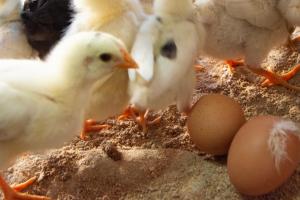 Filoxenia of the 11 Brothers