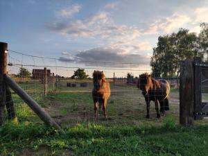 Vacation on the farm