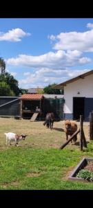 Vacation on the farm