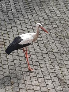 Apartament nad wodą