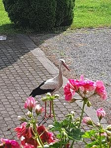 Apartament nad wodą 2