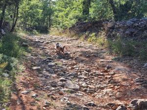 Villas Mas les Heures Bleues : photos des chambres