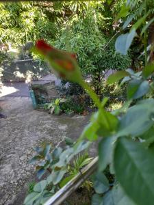 Hillstream Home Stay