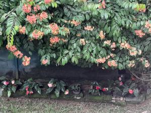 Hillstream Home Stay