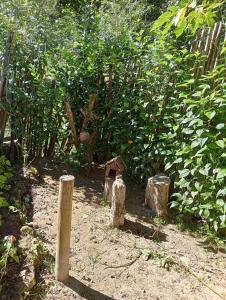 Cantinho da boa sorte - Sana