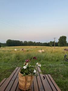 Campings La boheme de Cassillac : photos des chambres