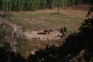 Quinta da Paz Eco-Lodge