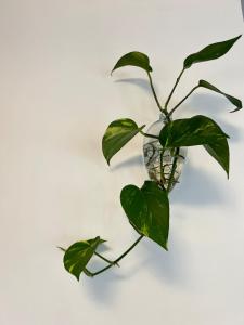 AUN1811 - Studio charmoso no 18 Andar