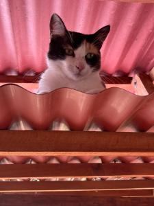 CASA PALUM Prívate Room share bathroom