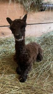 Pokoje Gościnne Jurgowianka