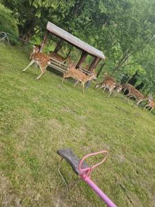 Restauracja Hotel Koło do Wozu