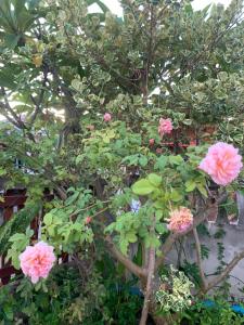 K Khan Garden at Chiang Khan Walking Street