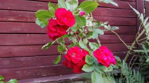 Domek Letniskowy Dłużek Mazury