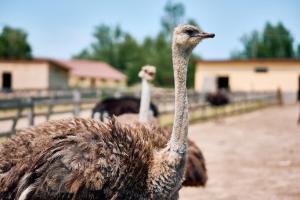 Готель в Сімейному Екопарку Ясногородка