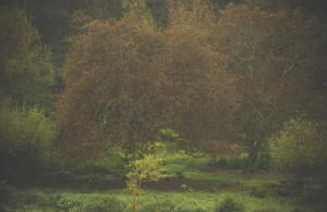 Maisons de vacances Moulin du Roz : photos des chambres