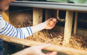 Maisons de vacances Moulin du Roz : photos des chambres