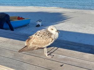 ACQUAMARINA con meraviglioso giardino img20