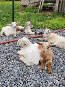 1840s Cottage 3 miles from I95 Near Shopping