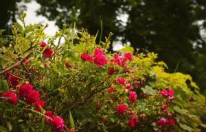 Longford Holiday Kitty Kiernans Self Catering Thatch Cottage