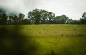 Longford Holiday Kitty Kiernans Self Catering Thatch Cottage