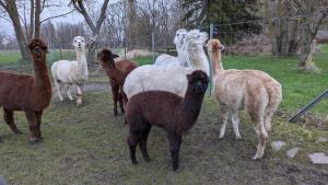 Urlaub auf dem Alpakahof Nähe Velgast