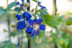 B&B / Chambres d'hotes Les Chambres D-arrauntz - Ibaia : photos des chambres