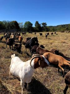 Cozy Farmhouse near Mammoth Cave on 45 acre farm