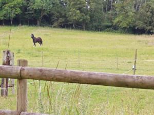 Maison rénovée en forêt avec jardin, animaux admis, WiFi - FR-1-497-236