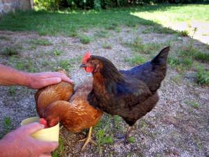 Maisons de vacances Gite de charme avec cheminee, grand jardin et balades, animaux acceptes - FR-1-496-60 : photos des chambres