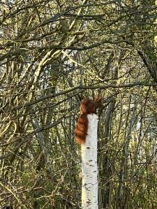 Thatched Cottage Between Tisvilde And Liseleje