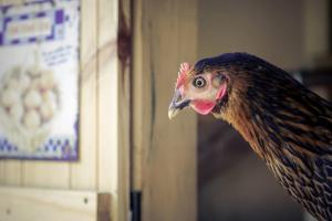 Appartements Le Mas de Cocody : photos des chambres