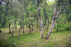 Appartements Le Mas de Cocody : Maison 1 Chambre