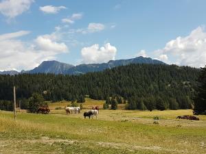 Appartements V du Bachat Arolles A03 - Appt 4 pers : photos des chambres