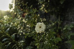 Casetta delle Rose sulletna