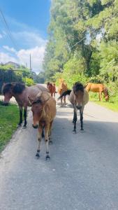 THE - CR7 - Manchester Grand apartment