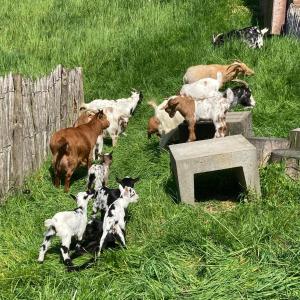 Vakantieboerderij De schapenweide