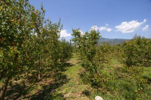 Seabreeze Platanidia