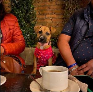 The best view of the river apartments garden