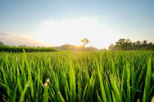 Ubud Jungle Stay by WAHM Hotel Management