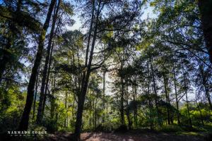 Ambewela Narmada lodge