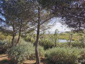 Appartements Azur Perols Oasis de Vacances : photos des chambres