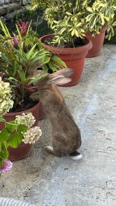 Borsh Selavi Guest House