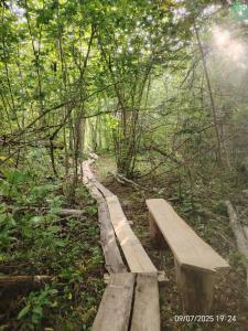 Off-grid forest glamping