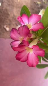 Anandas Beach Resort