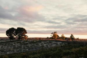 Little Vineyard Caboose