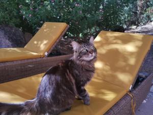 B&B / Chambres d'hotes A Melingrana : photos des chambres