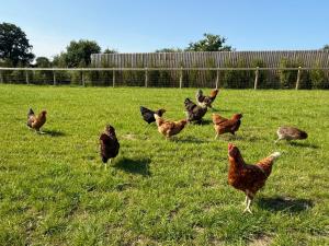 Four Bedroom House With Private Pool - Stunning countryside location with parking close to Chester City Centre