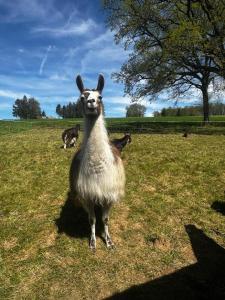 La Ferme des Lamas Dordogne