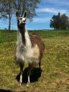 Fermes The Llama Farm France : photos des chambres